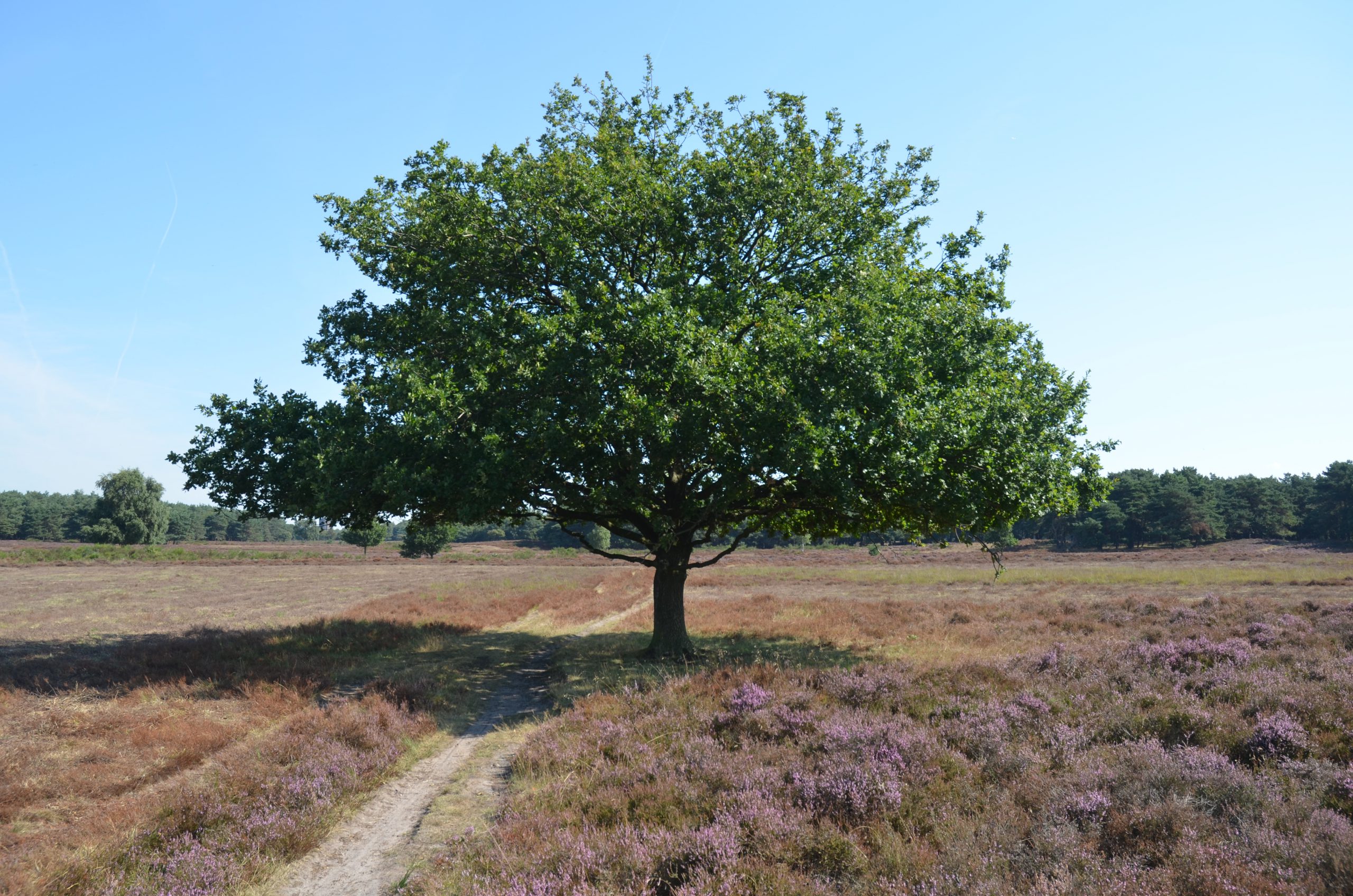 paikea  westerheide 